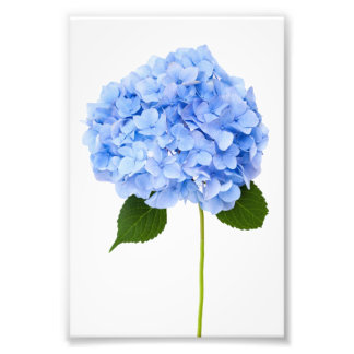 Foto Hidrangea