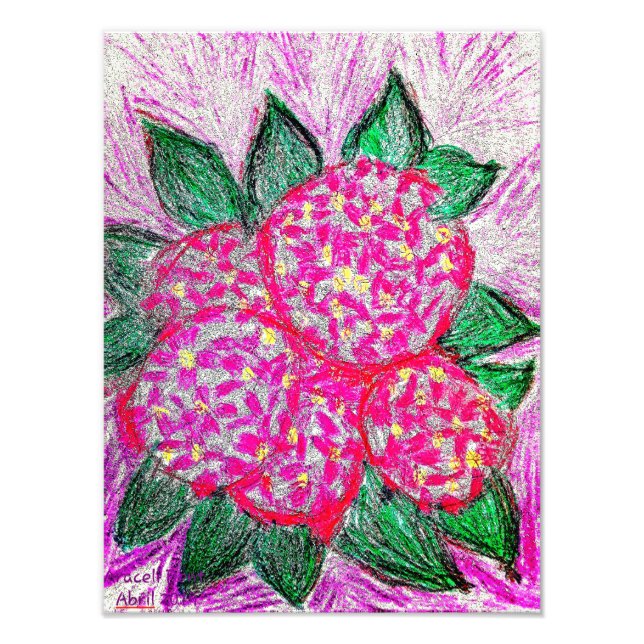 Foto Hidrangea macrophylla (Frente)