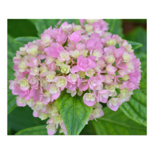 Foto Hidrangea rosa e verde