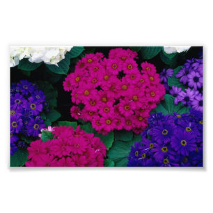 FOTO HIDRANGÉAS PINCO ESCURO PURGA FLORES NATUREZA BEL