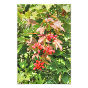 Foto Highbush Cranberry