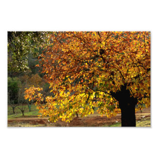 Foto Hojas doradas del castaño en otoño en la sierra