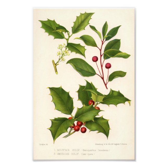Foto Holly Botanical Illustration Christmas (Frente)