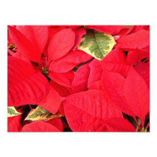 Foto Holly Point Poinsettias Holiday Floral