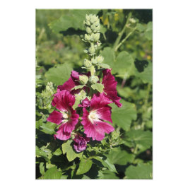 Foto Hollyhock 33x48 cm