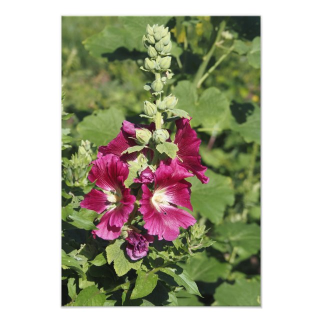 Foto Hollyhock 33x48 cm (Frente)
