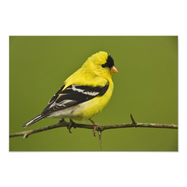 Foto Homem Americano Goldfinch na criação de uma plumag (Frente)