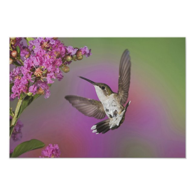 Foto Homem-Juvenil Ruby Throed Hummingbird (Frente)