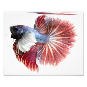 Foto Homem-Meia-Lua Betta Fish
