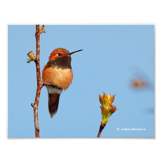 Foto Homem Rufo Hummingbird Poses para a lente (Frente)