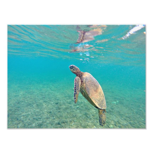 Foto Honu Hawaiin Green Sea Turtle Underwater Impressão (Frente)