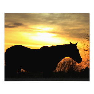 Foto Horse da silhueta de Kansas Sunset em Pasture