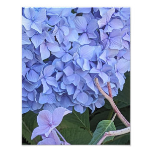 Foto Hortênsia de Cabeça de Mop Azul Floral