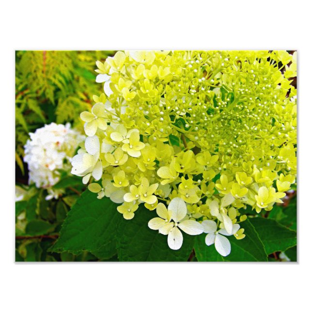 Foto Hortênsia Limelight Verde Chartreuse Elegante (Frente)