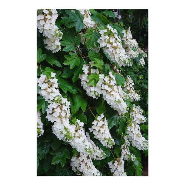 Foto Hortênsia Oakleaf 24"x36" (Frente)