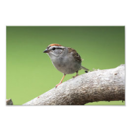 Foto House Sparrow