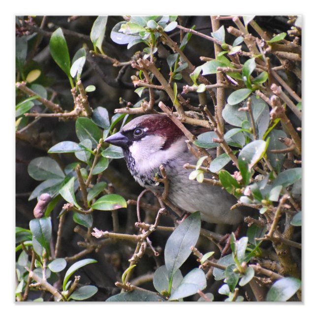 Foto House Sparrow (Frente)