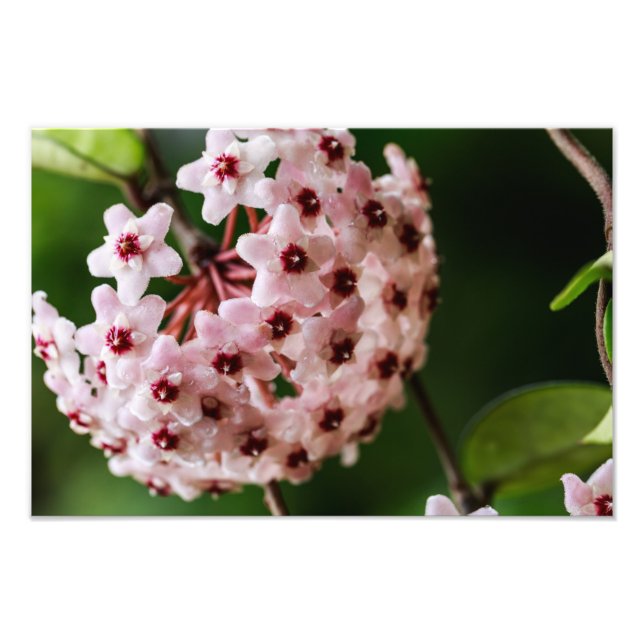 Foto Hoya carnosa (Frente)