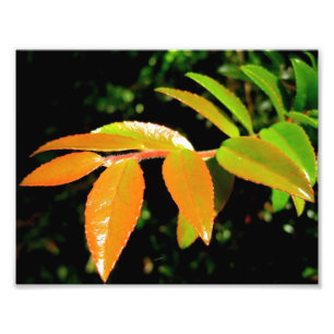 Foto Huckleberry verde