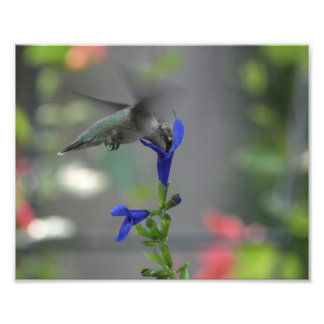 Foto Humming Bird salvia sapphire blue impressão