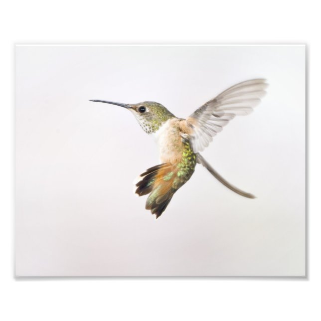 Foto Hummingbird (Frente)