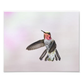 Foto Hummingbird