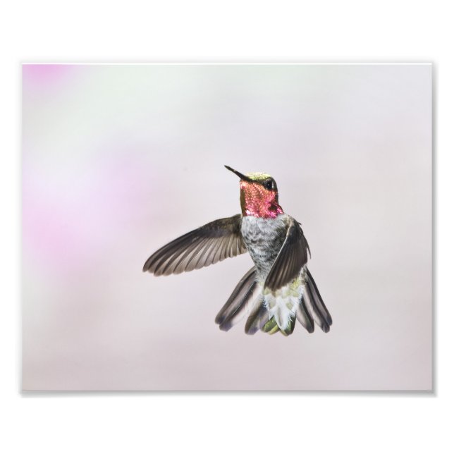 Foto Hummingbird (Frente)