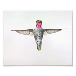Foto Hummingbird