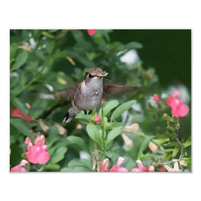 Foto Hummingbird Antes da Flor (Frente)