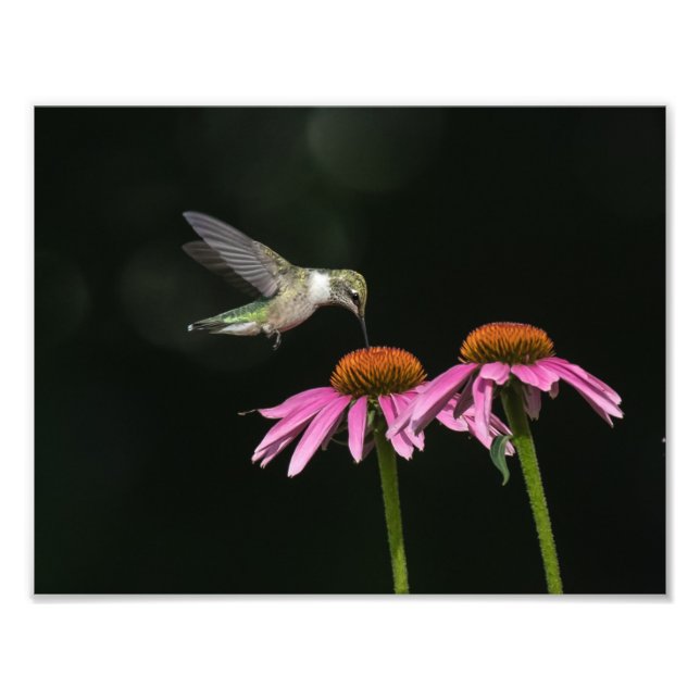 Foto Hummingbird Com Coneflower (Frente)