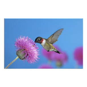 Foto Hummingbird com garganta