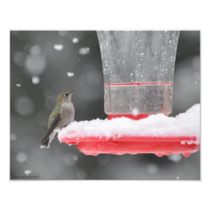 Foto Hummingbird da Anna 11X14 na neve