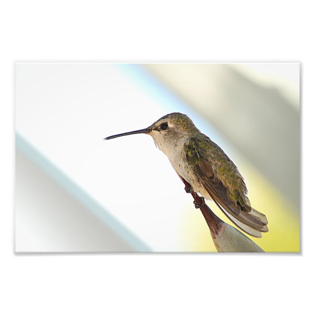 Foto Hummingbird e agave (Frente)