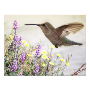 Foto Hummingbird e flores silvestres Arte digital