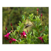 Hummingbird E Mandevilla