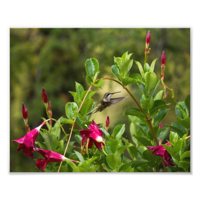 Foto Hummingbird E Mandevilla (Frente)