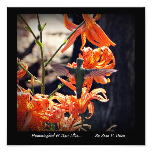 Foto Hummingbird e Tiger Lily Wall Art Impressão por St