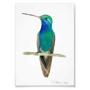 Foto Hummingbird em galho