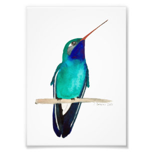 Foto Hummingbird Empoleirado