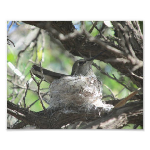 Foto Hummingbird no Nest