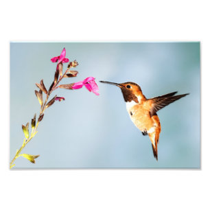 Foto Hummingbird selvagem na natureza