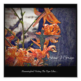 Foto Hummingbird Visitando Tiger Lily Wall Art Impressã