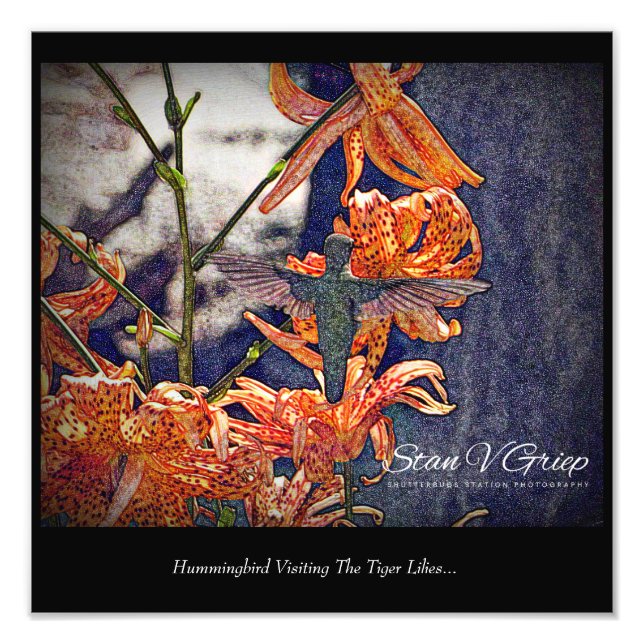 Foto Hummingbird Visitando Tiger Lily Wall Art Impressã (Frente)