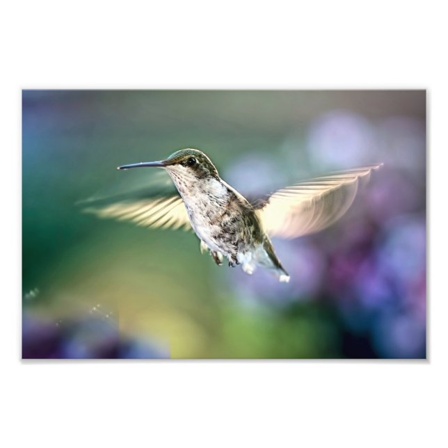 Foto Hummingbird Voando (Frente)