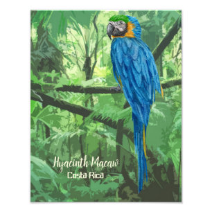 Foto Hyacinth Macaw Costa Rica Design Poster