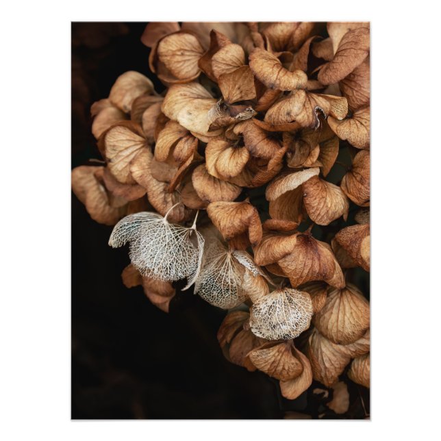 Foto Hydrangea desbotada (Frente)