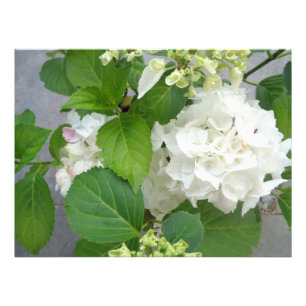 Foto Hydrangea Fllower Green Nature Jardins
