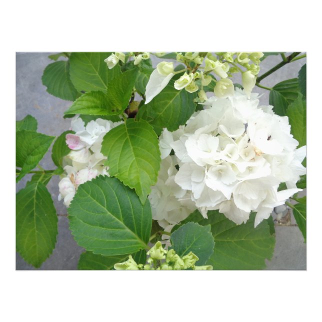 Foto Hydrangea Fllower Green Nature Jardins (Frente)