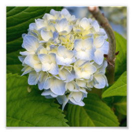 Foto Hydrangea Flower