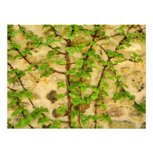 Foto Hydrangea petiolaris